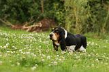 BASSET HOUND 103